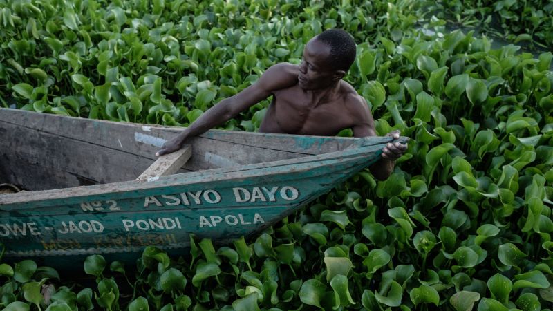 Water hyacinth: This alien plant is lethal for the environment. Now it’s being turned into a plastic to regrow forests