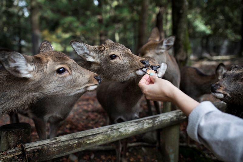 Deer in the City high quality