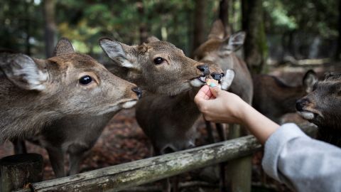 In this 2018 picture, a tourist feeds a deer at Nara Park.