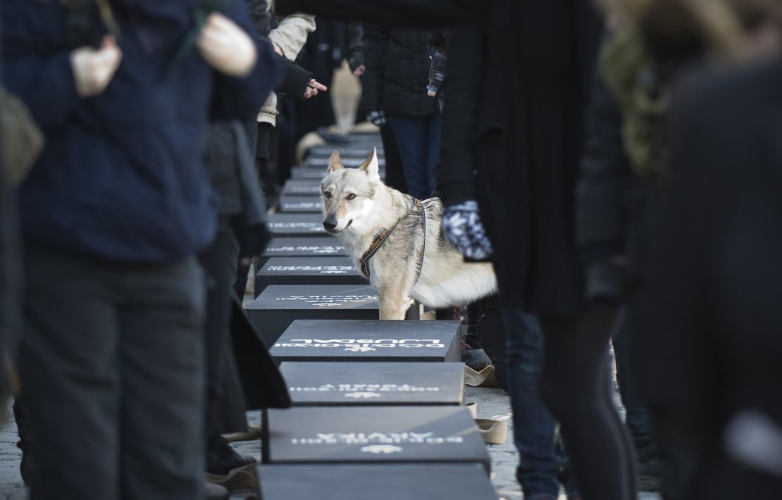 A wolfdog stands among Swedish protestors readying 20 coffins, one for each wolf killed during recently sanctioned hunt, for a protest funeral procession in central Stockholm on February 6, 2011. The hunt follows a 2009 decision by the Swedish parliament to limit the wolf population in Sweden, which had been on the brink of extinction until recently. The move has sparked criticism from environmental groups, as well as the European Union, which launched legal action against the country on Thursday. AFP PHOTO/JONATHAN NACKSTRAND (Photo credit should read JONATHAN NACKSTRAND/AFP via Getty Images)