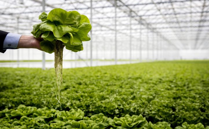 The first hydroponic lettuce in the Netherlands was officially harvested in 2019, a novel method of growing the vegetable without soil, with the roots in a nutrient solution. The global hydroponics market is projected to have <a  target="_top" href="/newspapers?url=https://www.globenewswire.com/news-release/2024/10/08/2959941/0/en/Hydroponics-Market-Is-Expected-To-Reach-Revenue-Of-USD-66-6-Bn-By-2033-At-16-2-CAGR-Dimension-Market-Research.html" target="_blank">surpassed</a> $17 billion in 2024, and to grow to over $66 billion by 2033.