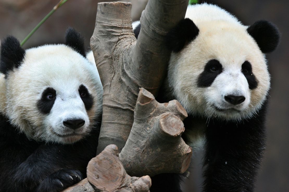 The giant pandas Ying Ying (right) and Le Le were donated to Ocean Park Hong Kong by Beijing in 2007.