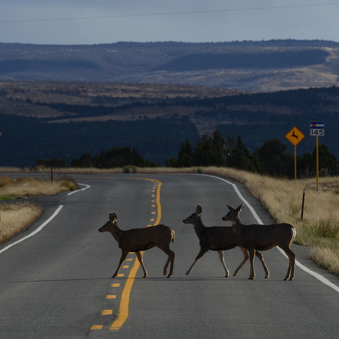 Three does crossing a road in Colorado in front of a "deer crossing" sign. Should you happen upon deer in the road and it's too late to come to a stop, do not give in to that natural impulse to swerve.