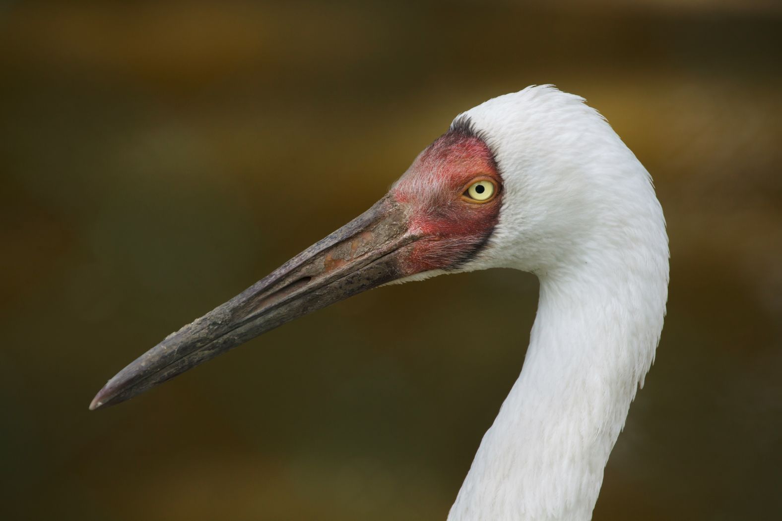 The dam, Beilfuss said, is concerning, but the cranes have proved resilient in the past. In years when there has been a lack of food in the lake, the cranes have taken to the farms in the surrounding countryside. He said that farmers, far from being angry about their crops being eaten, set up makeshift viewing platforms for tourists. The cranes are popular in China, and the ICF works with schools along their migration route to teach children about the birds. While the cranes still face many threats, Beilfuss has hope for the future of the species.