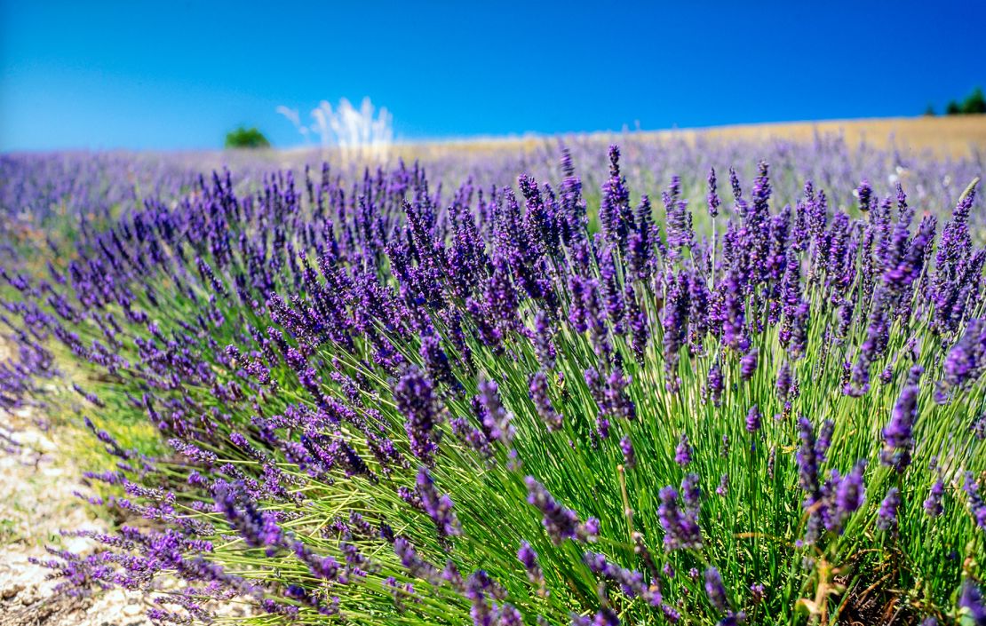 Lavender fields forever.