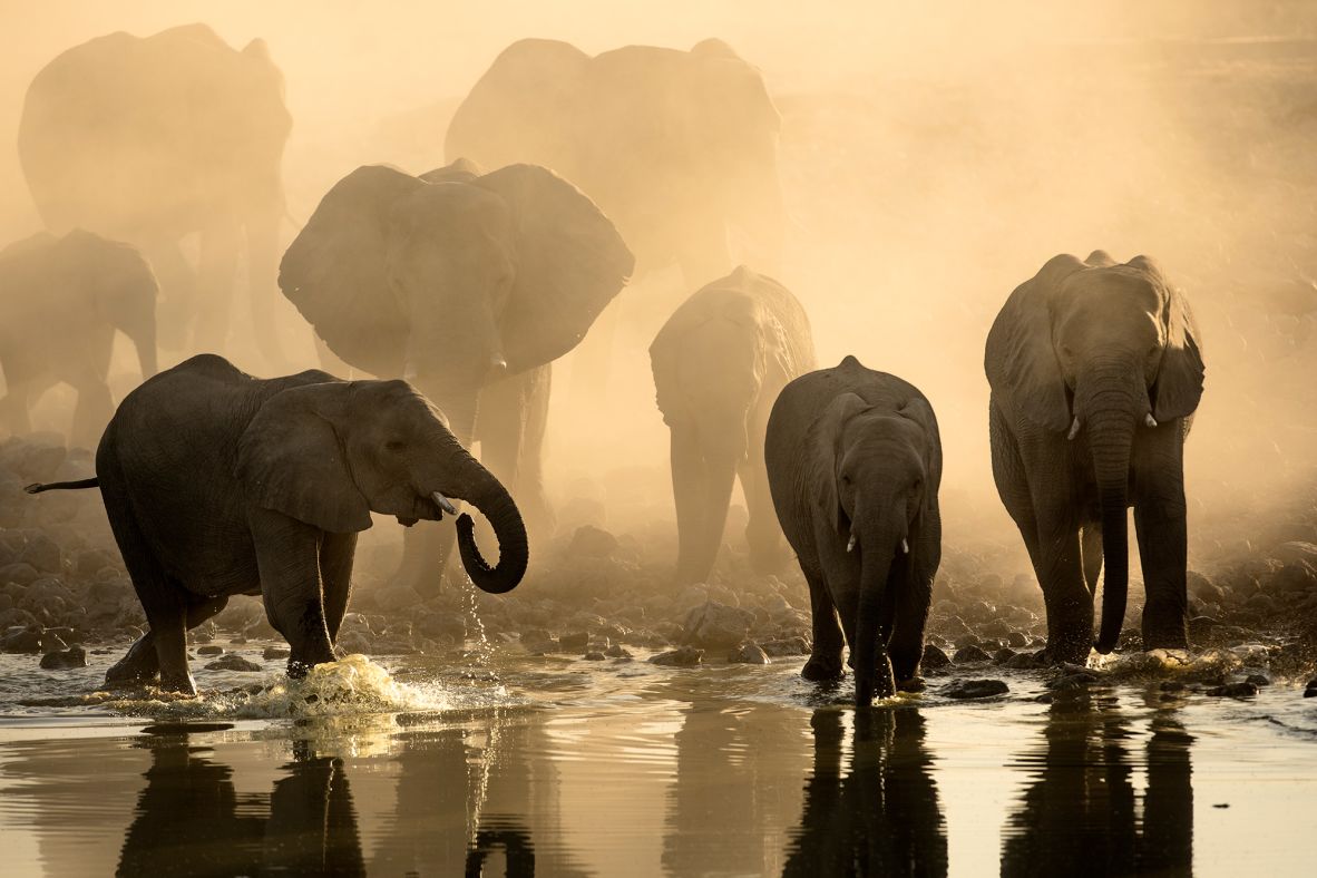 <strong>Desert elephants:</strong> Pachyderms gather at Okaukuejo waterhole in Namibia's Etosha National Park.