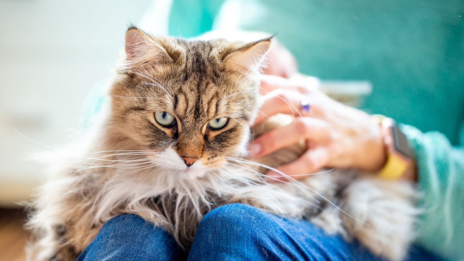 A stereotypical "cat lady" is eccentric, lonely and keeps company only with her pet felines. So why did Sen. JD Vance use the phrase to describe Vice President Kamala Harris?