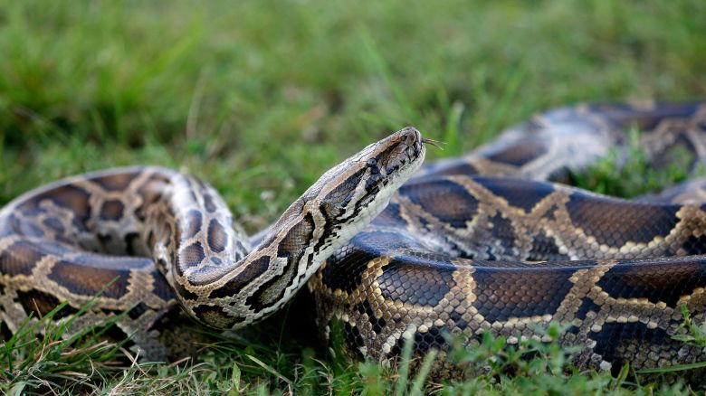 A Burmese python sits in the grass at Everglades Holiday Park in Fort Lauderdale, Florida on April 25, 2019. - Along with the venomous lionfish, the Burmese python is perhaps the least welcome invasive species in Florida: lacking any natural predators, it has happily chomped its way through the state's wildlife. Native to Southeast Asia, the Burmese pythons have become a plague in Florida.