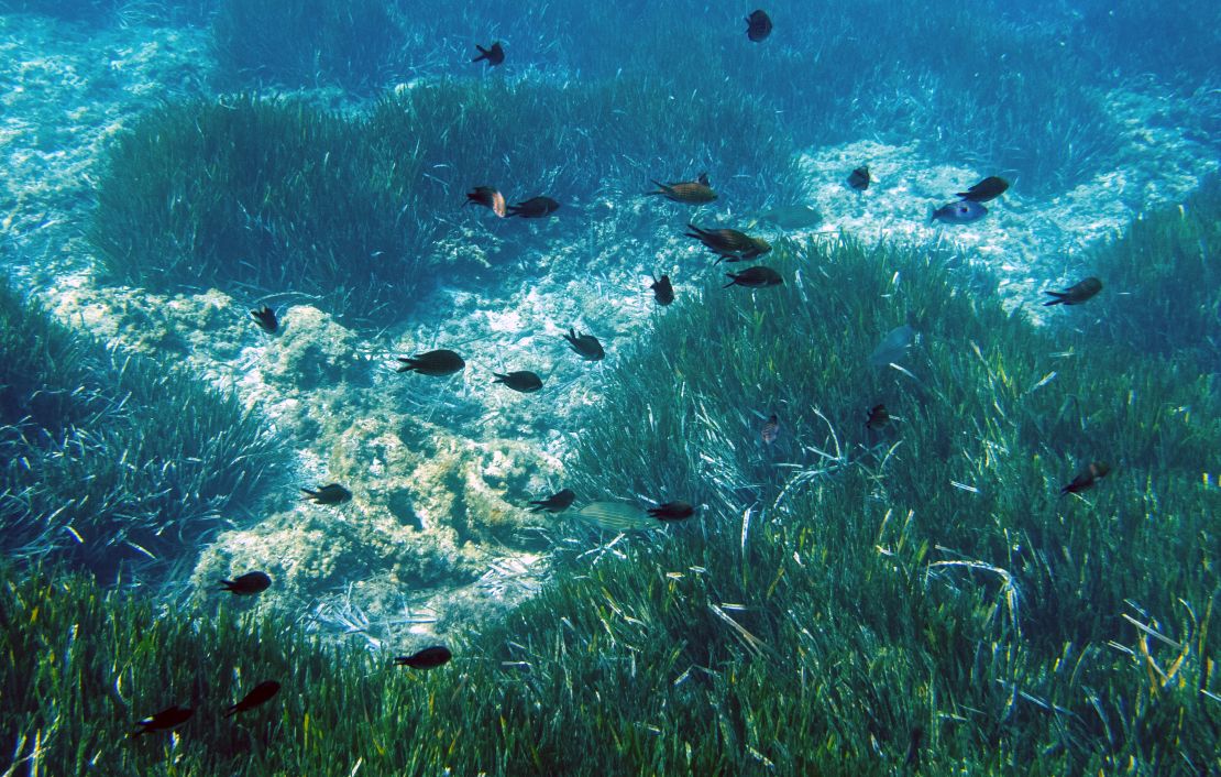 There are about 72 species of sea grass around the world, and while they cover about .1% of the seafloor, they play an important role in maintaining a healthy ocean.