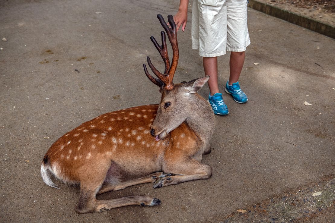 Some tourists try to pet or play with the deer, even though they're still technically wild animals.