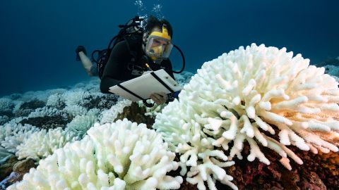 FRENCH POLYNESIA - SOCIETY ARCHIPELAGO - MAY 09: A diver checks the coral reefs of the Society Islands in French Polynesia. on May 9, 2019 in Moorea, French Polynesia. Major bleaching is currently occurring on the coral reefs of the Society Islands in French Polynesia. The marine biologist teams of CRIOBE (Centre for Island Research and Environmental Observatory) are specialists in the study of coral ecosystems. They are currently working on “resilient corals”, The teams of PhD Laetitia Hédouin identify, mark and perform genetic analysis of corals, which are not impacted by thermal stress. They then produce coral cuttings which are grown in a “coral nursery” and compared to other colonies studying the resilience capacity of coral. (Photo by Alexis Rosenfeld/Getty Images).