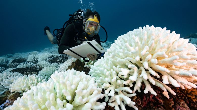 FRENCH POLYNESIA - SOCIETY ARCHIPELAGO - MAY 09: A diver checks the coral reefs of the Society Islands in French Polynesia. on May 9, 2019 in Moorea, French Polynesia. Major bleaching is currently occurring on the coral reefs of the Society Islands in French Polynesia. The marine biologist teams of CRIOBE (Centre for Island Research and Environmental Observatory) are specialists in the study of coral ecosystems. They are currently working on “resilient corals”, The teams of PhD Laetitia Hédouin identify, mark and perform genetic analysis of corals, which are not impacted by thermal stress. They then produce coral cuttings which are grown in a “coral nursery” and compared to other colonies studying the resilience capacity of coral. (Photo by Alexis Rosenfeld/Getty Images).