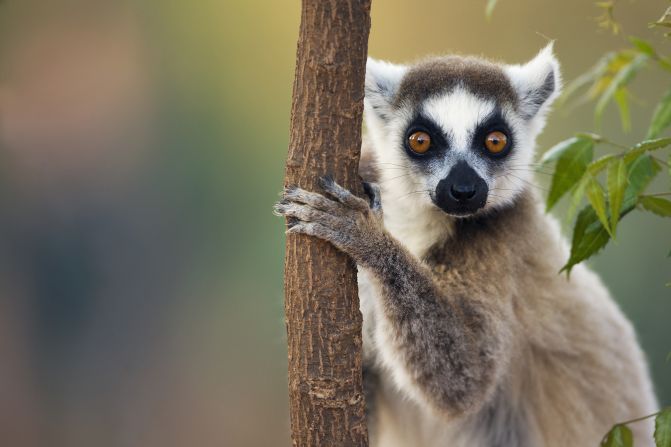 The<strong> ring-tailed lemur</strong> is perhaps Madagascar’s best-known endemic species. The distinctive rings aren’t the only way these creatures stand out: scientists have discovered males release <a >a fruity and floral pheromone from their wrists</a> during mating season. The mammal is categorized as endangered by the IUCN Red List of Threatened Species. Madagascar is home to 107 lemur species, with 103 threatened with extinction and 33 species critically endangered, <a  target="_blank">per a 2020 assessment</a>.