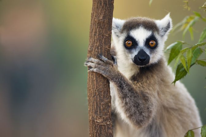 The<strong> ring-tailed lemur</strong> is perhaps Madagascar’s best-known endemic species. The distinctive rings aren’t the only way these creatures stand out: scientists have discovered males release <a href="index.php?page=&url=https%3A%2F%2Fcnn.com%2F2020%2F04%2F16%2Fafrica%2Fmale-lemurs-stink-flirting-scn%2Findex.html">a fruity and floral pheromone from their wrists</a> during mating season. The mammal is categorized as endangered by the IUCN Red List of Threatened Species. Madagascar is home to 107 lemur species, with 103 threatened with extinction and 33 species critically endangered, <a href="index.php?page=&url=https%3A%2F%2Fwww.iucn.org%2Fnews%2Fspecies%2F202007%2Falmost-a-third-lemurs-and-north-atlantic-right-whale-now-critically-endangered-iucn-red-list%23%3A%7E%3Atext%3DThe%2520ring%252Dtailed%2520lemur%2520%28lemur%2Cforest%2520in%2520south%252Deastern%2520Madagascar." target="_blank">per a 2020 assessment</a>.