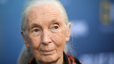 British primatologist Jane Goodall attends Los Angeles premiere of National Geographic Documentary Films "Sea of Shadows" at Neuehouse in Hollywood on July 10, 2019. (Photo by Robyn Beck / AFP) (Photo by ROBYN BECK/AFP via Getty Images)