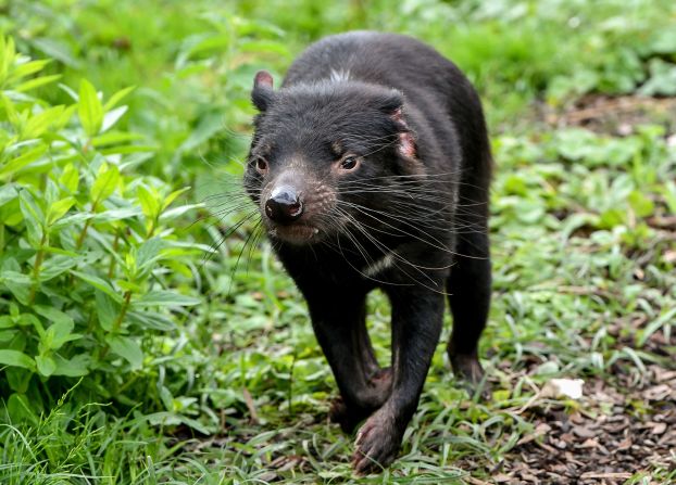 En 2021, por primera vez en 3.000 años nacieron demonios de Tasmania en el continente australiano. Esta especie se había extinguido en el continente después de la llegada de los dingos, unos perros salvajes, y por una forma contagiosa de cáncer conocida como Enfermedad del Tumor Facial del Demonio (DFTD) que había matado a alrededor del 90% de la población desde que se descubrió en 1996.