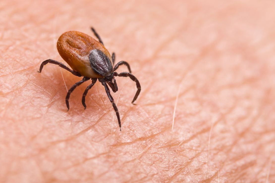 Insects can be carriers of diseases like Lyme and West Nile virus.