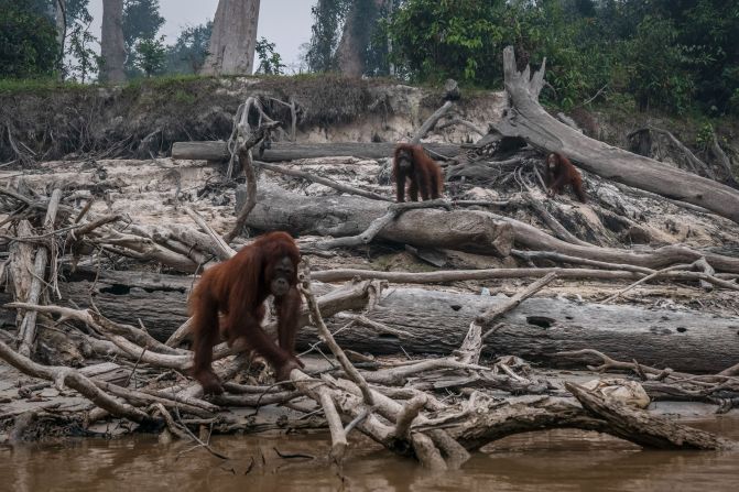 Land is often cleared for agricultural plantations by setting fire to the forest, <a >creating smog that can reach Malaysia and Singapore</a>. Pictured, orangutans in Salat island, Borneo, as haze from forest fires blankets the area on September 15, 2019. Orangutans are critically endangered, and loss of habitat <a >is a major cause of their decline</a>.