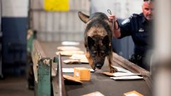 An officer from the Customs and Border Protection, Trade and Cargo Division works with a dog to check parcels at John F. Kennedy Airport's US Postal Service facility on June 24, 2019 in New York. - In a windowless hangar at New York's JFK airport, dozens of law enforcement officers sift through packages, looking for fentanyl -- a drug that is killing Americans every day. The US Postal Service facility has become one of multiple fronts in the United States' war on opioid addiction, which kills tens of thousands of people every year and ravages communities. (Photo by Johannes EISELE / AFP) (Photo by JOHANNES EISELE/AFP via Getty Images)