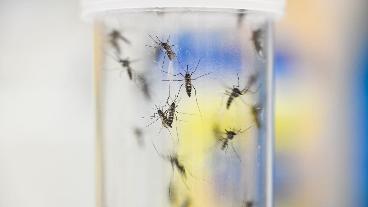 GREIFSWALD, GERMANY - DECEMBER 02: Asian Tiger Mosquitos are kept in a container for examination in a laboratory of the Friedrich-Loeffler-Institute on December 02, 2019 in Greifswald, Germany. The Friedrich Loeffler Institute is investigating whether climate change will precipitate the spread of tropical, mosquito-born diseases to Germany. Germany registered its first modern cases of West Nile virus earlier this year. (Photo by Steffen Kugler/Getty Images)