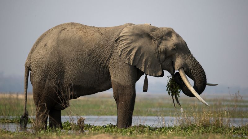              Zimbabwe has authorized a mass slaughter of elephants to feed citizens left hungry by its worst drought in decades.                   Wit