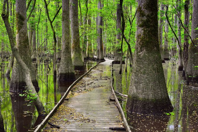 <strong>13. Congaree National Park: </strong>This South Carolina park set a visitation record in 2023 with more than 250,000 visits.