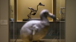 A rare Dodo skeleton - one of only 12 in existence - on display at the Portsmouth Museum, which is the centrepiece of the 'D is for Dodo, E is for Extinct' exhibition. (Photo by Andrew Matthews/PA Images via Getty Images)