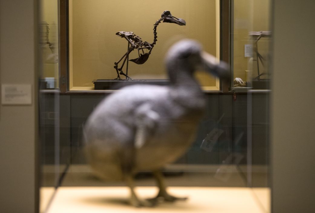 The dodo disappeared 400 years ago. Here's a rare Dodo skeleton that was on display in 2020 at England's Portsmouth Museum.
