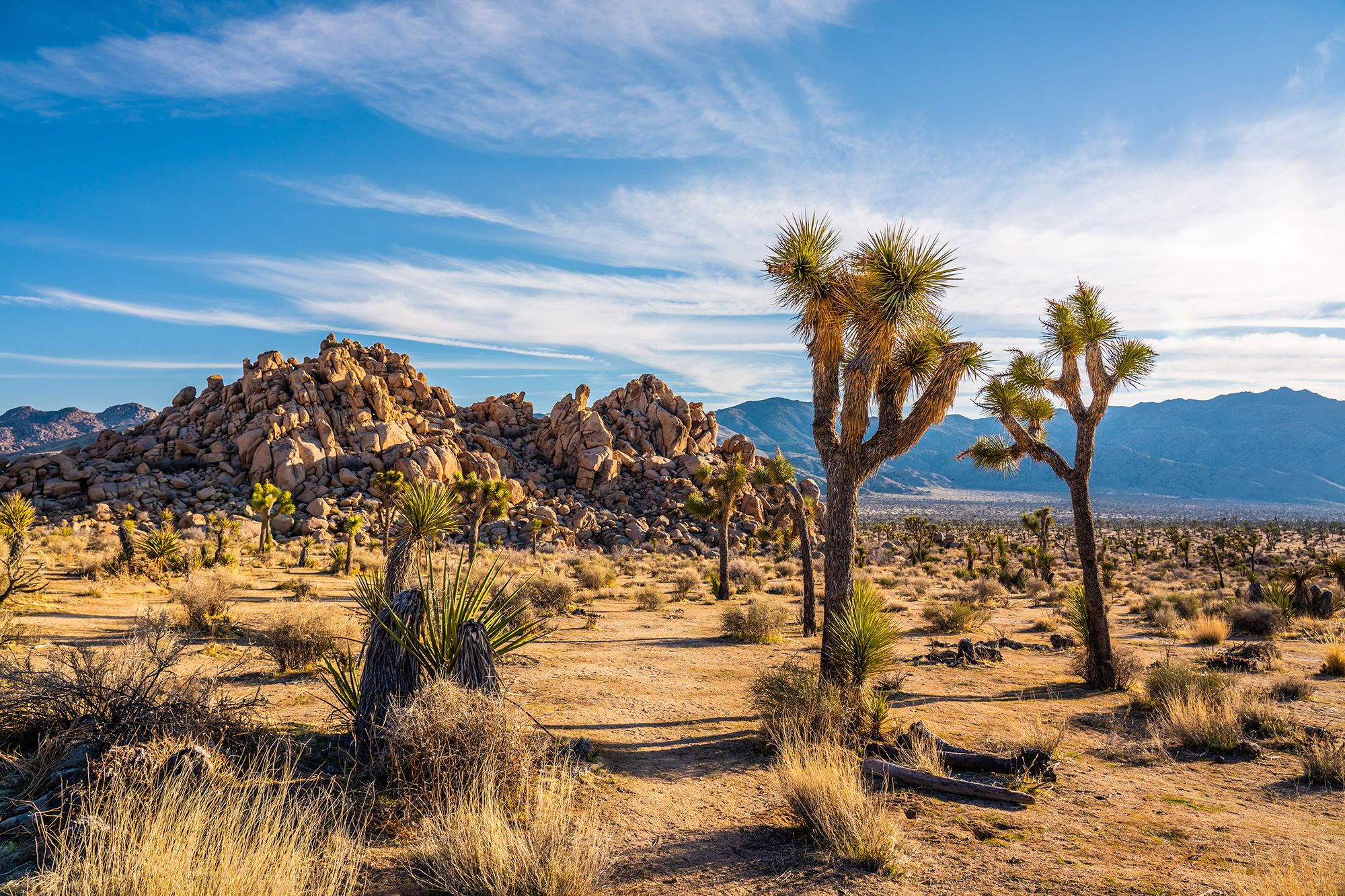 Beguiling Joshua trees and intriguing rock formations helped draw millions of vistoris to Joshua Tree National Park in Southern California in 2023.