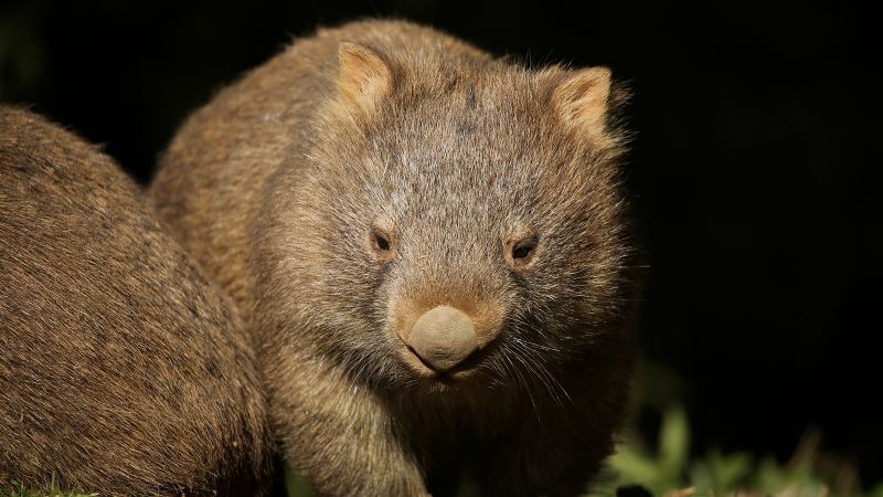 US tourist filmed running off with baby wombat may have visa canceled, official says