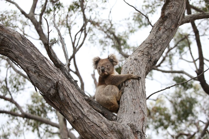 A koala affected by bushfires is released back into native bushland on February 21, 2020, following treatment at the Kangaroo Island Wildlife Park in Parndana, Australia.