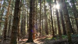 The Sun shines through the pine trees in a coniferous forest in Canterbury, New Zealand, in 2020.