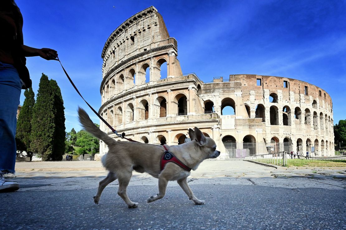 Owners can visit museums around Italy and leave their dogs with dog-sitters.