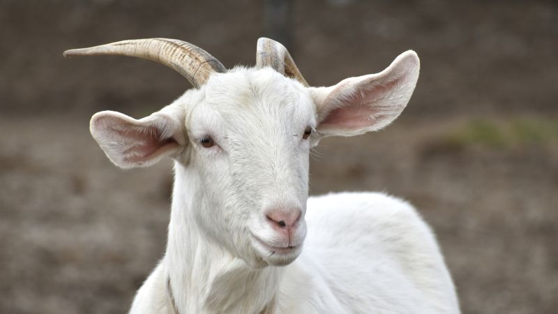 Италианският остров, затрупан от кози, ги предлага безплатно на всеки, който може да ги хване