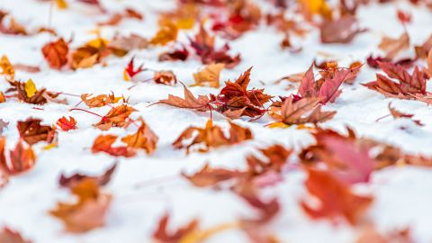 Red dry maple leaves on snow in Colorado, USA autumn vibrant colorful foliage after snowfall on ground closeup