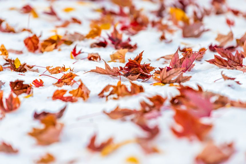 Red maple leaves clash in color with early-season snow in Colorado.