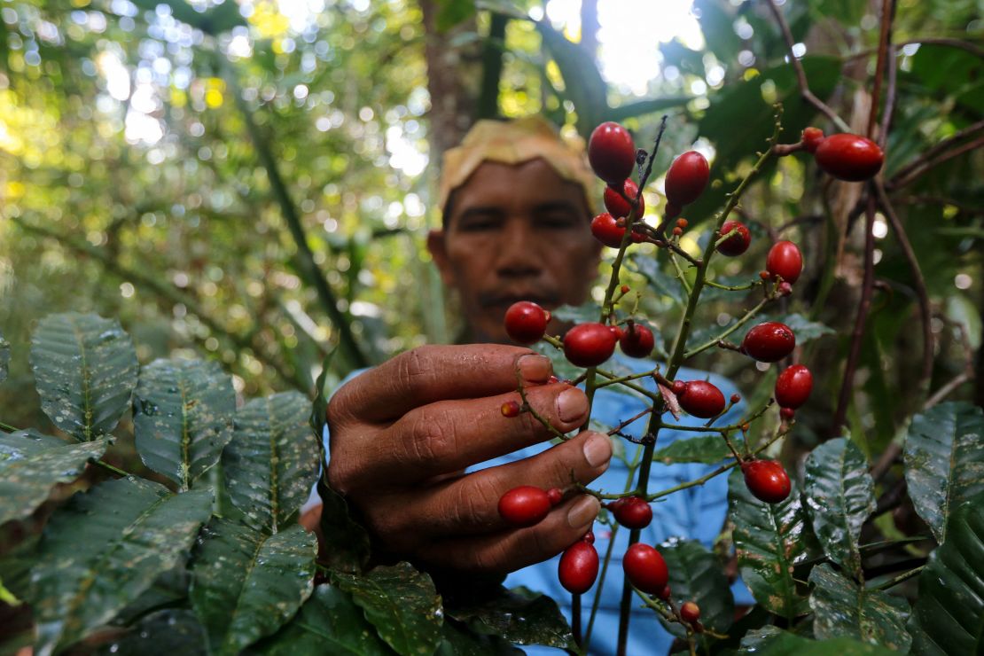 El líder indígena Valdiney Satere recolecta una planta nativa de la Amazonía en un área rural al oeste de Manaos, en 2020.