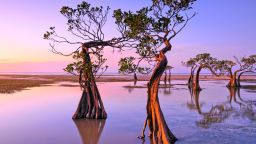 These dancing trees can be found along the mangrove forest near Walakiri Beach in Sumba Island, Indonesia.