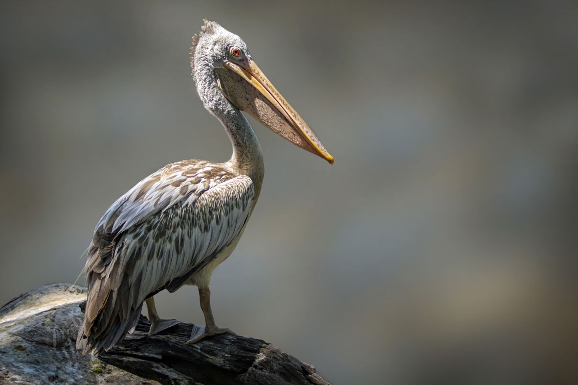 The spot-billed pelican is a large waterbird found across South and Southeast Asia, including Thailand. The <a href="https://www.iucnredlist.org/fr/species/22697604/117970266" target="_blank">near-threatened bird</a> is vulnerable to habitat loss, including deforestation and pollution.