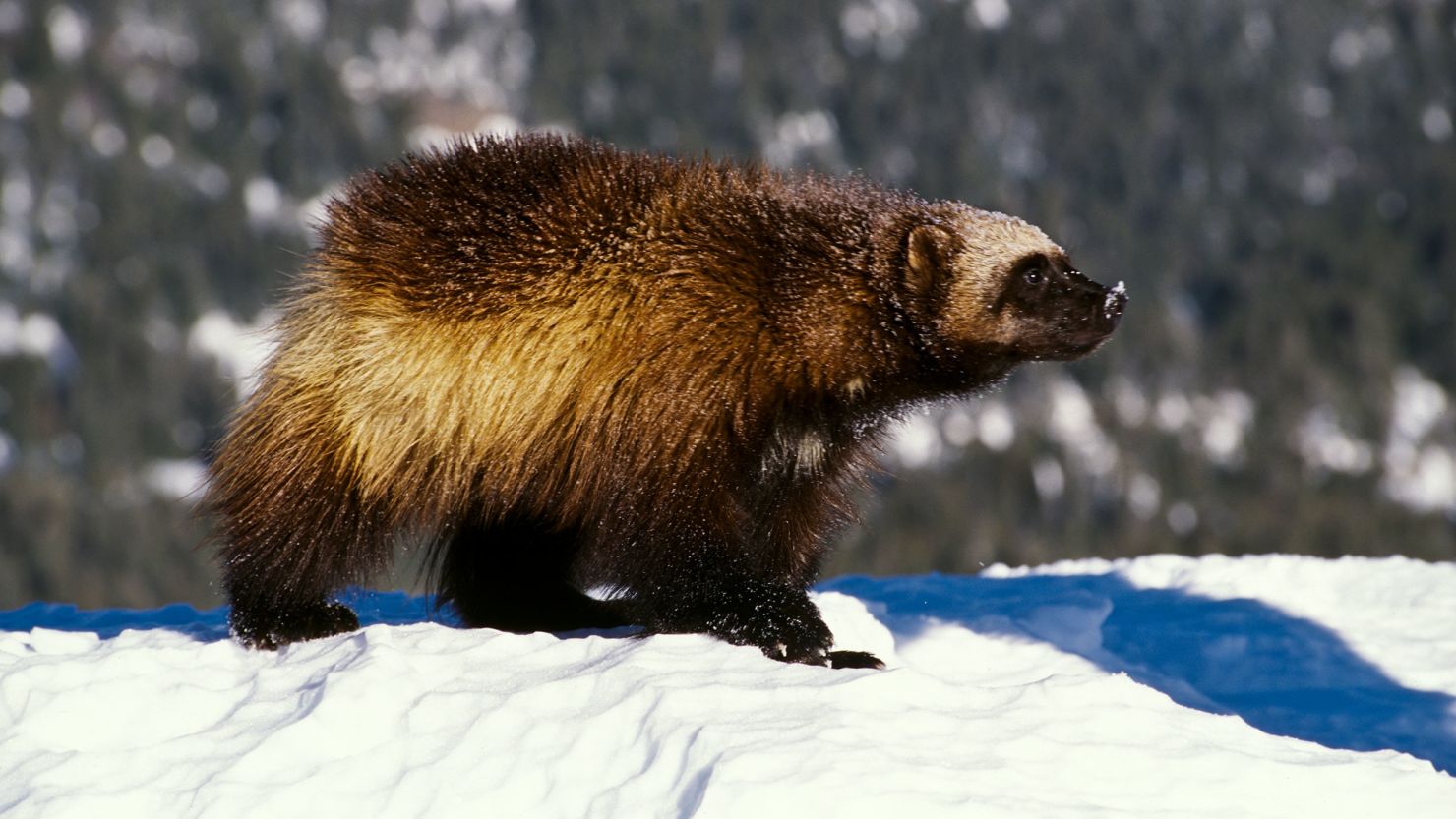 In this file photo, a wolverine is seen in the snow in Montana.