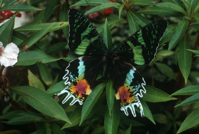 <strong>Sunset moths</strong> are day moths renowned for their vivid iridescent colors. <a  target="_blank">Once mistaken for a butterfly</a>, it has been prized by collectors for centuries. Its main food is <a  target="_blank">a type of euphorbia</a> plant dispersed by lemurs – an example, says the IUCN, of how protecting one animal can have a positive effect on others.