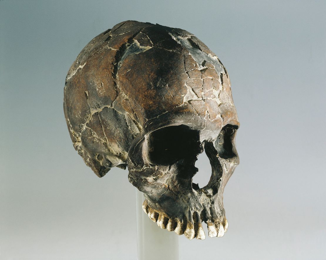 A skull found in Qafzeh Israel is believed to have belonged to an early modern human.