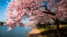 Few visitors to see cherry trees in bloom on the National Mall, Washington, D.C. (Photo by: Robert Knopes/Education Images/Universal Images Group via Getty Images)
