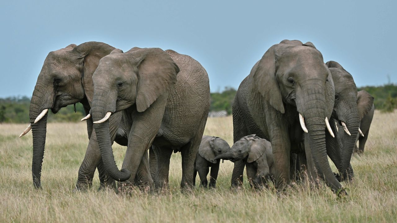 Female elephants get into a protective formation around a pair of calfs on a grassy plain at the Ol Kinyei conservancy in Maasai Mara, in the Narok county in Kenya, on June 23, 2020. (Photo by Tony Karumba / AFP) (Photo by TONY KARUMBA/AFP via Getty Images)