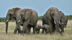 Female elephants get into a protective formation around a pair of calfs on a grassy plain at the Ol Kinyei conservancy in Maasai Mara, in the Narok county in Kenya, on June 23, 2020. (Photo by Tony Karumba / AFP) (Photo by TONY KARUMBA/AFP via Getty Images)