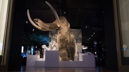 A view of a life size woolly mammoth on display at The Box museum in Plymouth, UK.