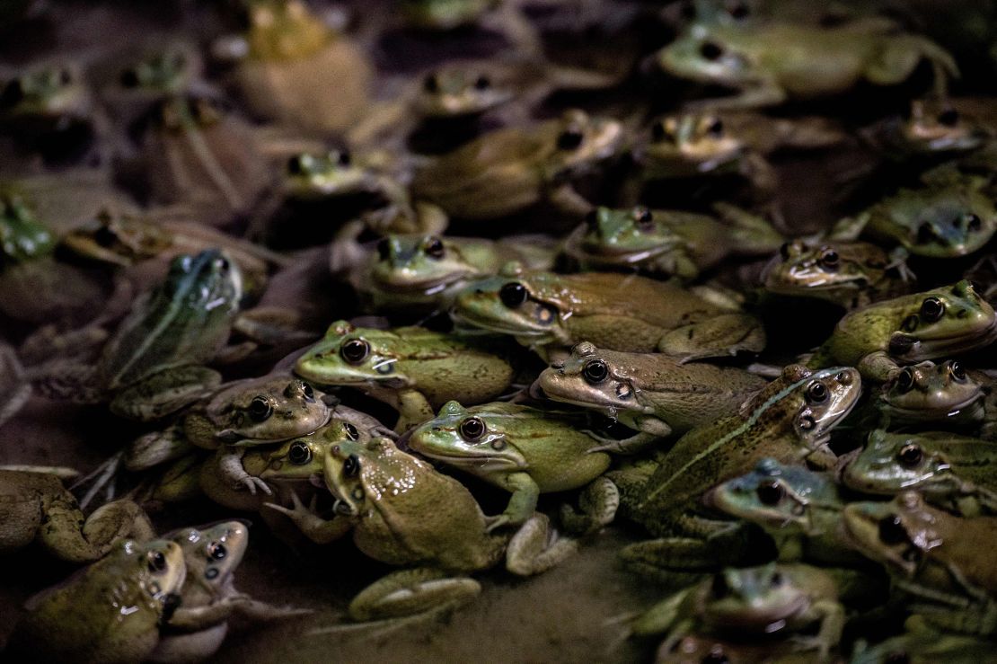 Frogs stand in a pond in a frog farm in Pierrelatte, south of Lyon, on September 30, 2020.