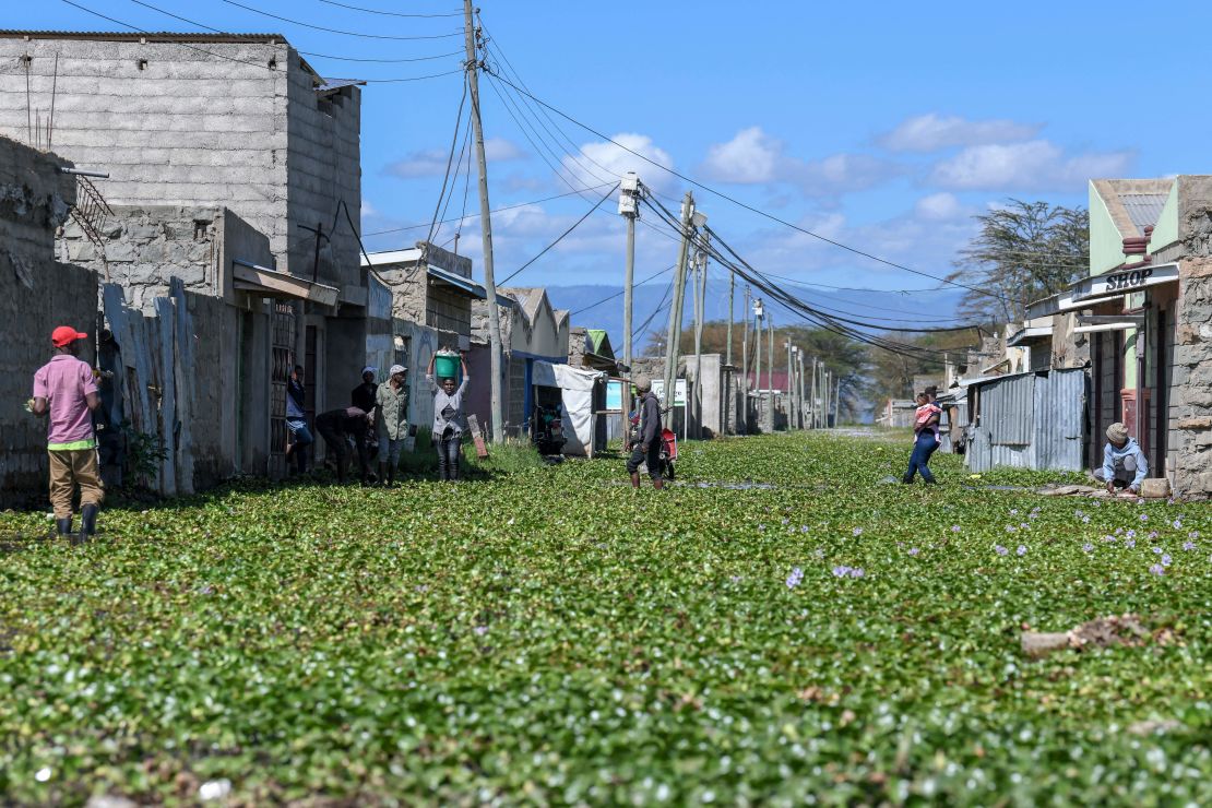 Residents of Kihoto estate on the shores of Lake Naivasha, Kenya, were faced with water hyacinth at their doorsteps after extreme rainfall rose the level of the lake in October 2020.