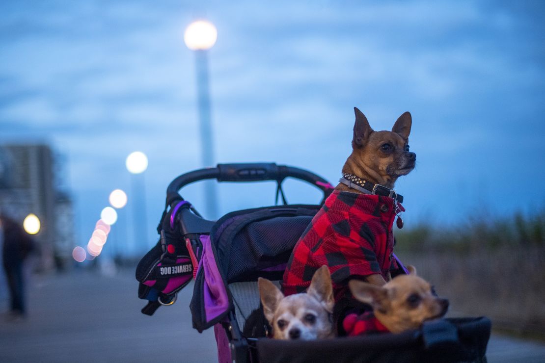 Three chihuahuas wearing matching coats watch their owner from a stroller on November 27, 2020, in Rehoboth Beach, Delaware.