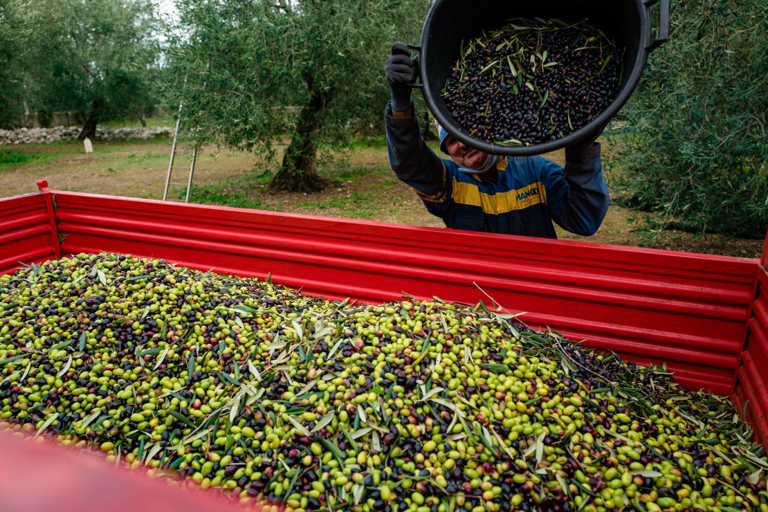 A worker pours harvested olives into truck silos for transport to a mill in Molfetta, Italy, on December 2, 2020.